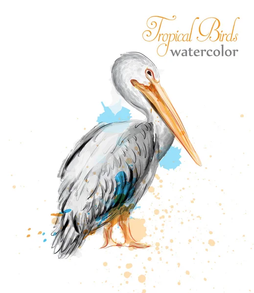 Vector de acuarela pelícano. Aves coloridas tropicales — Vector de stock