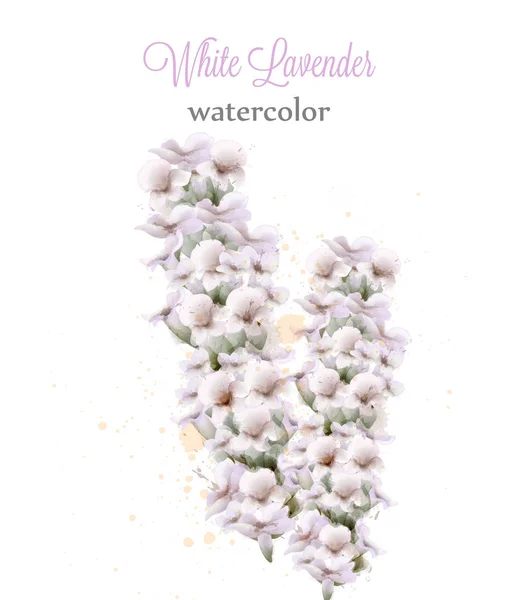 Bunga berwarna lavender putih terisolasi Vektor. Dekorasi bunga yang indah - Stok Vektor