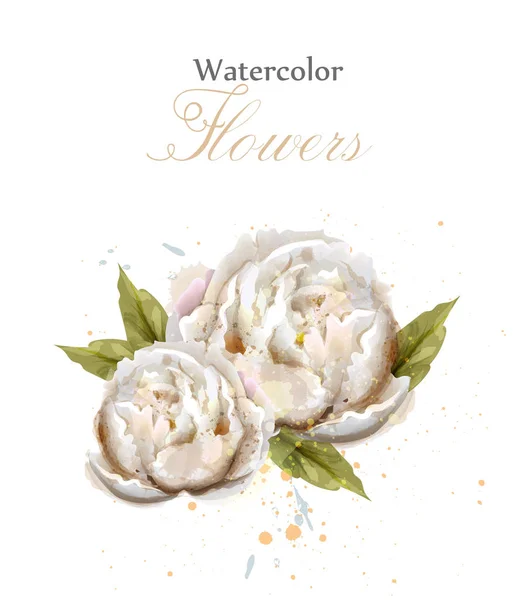 Aquarela peônias brancas isolado Vector. Bonitas decorações florais — Vetor de Stock