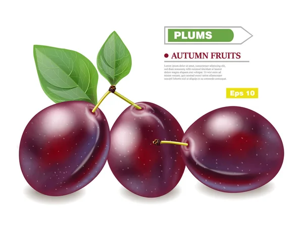 Сливочки Вектор реалістичні ізольовані фрукти. Збір урожаю осінні сезони — стоковий вектор