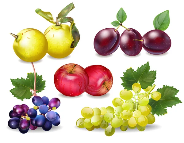 Conjunto de frutas otoñales Vector realista. Ciruelas, manzanas, membrillos y uvas ilustraciones detalladas 3d — Archivo Imágenes Vectoriales