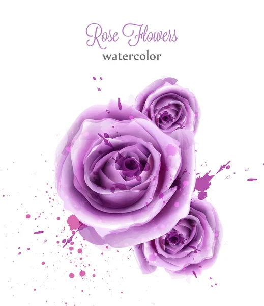 Akvarell lila Rózsa elszigetelt vektor kártya. Esküvői meghívó vagy a dátum sablon mentése. Gyönyörű hátterek — Stock Vector