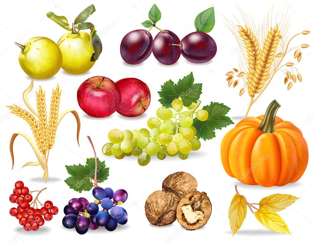Autumn set Vector realistic. Pumpkin, wheat, grapes, wine, walnuts, grapes Detailed 3d design dark background