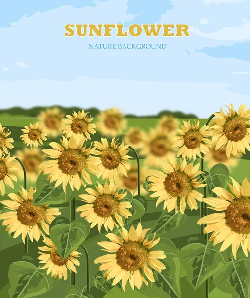 Champ de tournesols Vector. Fond d'été belles cartes — Image vectorielle