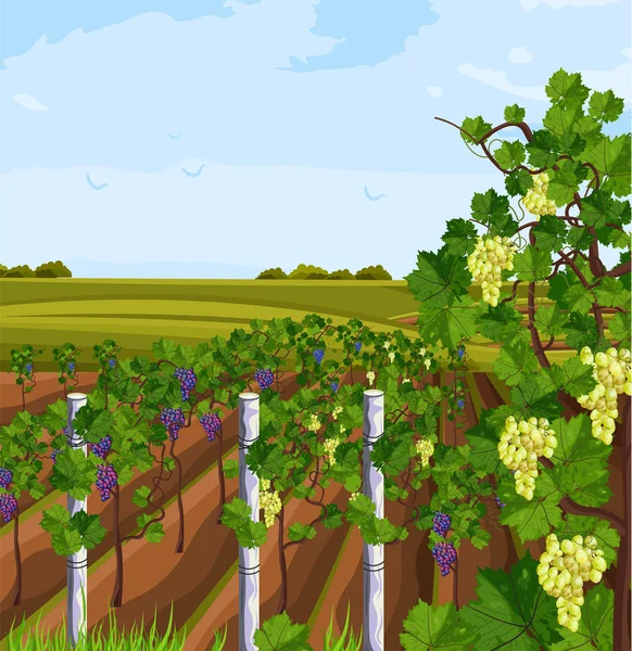 Vignoble cultivant la récolte vecteur. Beaux milieux d'été — Image vectorielle