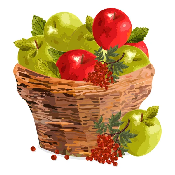 Mele cesto acquerello Illustrazione vettoriale. Mele rosse e verdi in un cesto di legno. Modelli stagione autunnale — Vettoriale Stock
