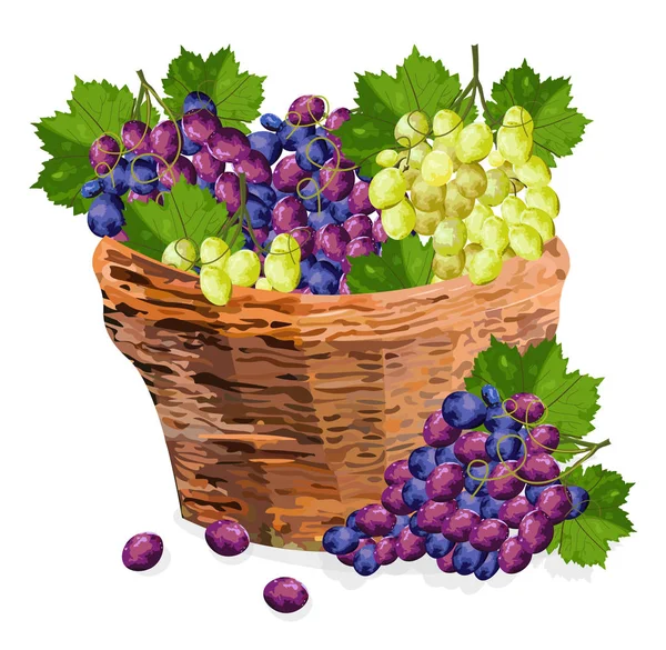 Panier aquarelle bouquet de raisins Illustration vectorielle. Raisins rouges et verts dans un panier en bois. Modèles de saison d'automne — Image vectorielle