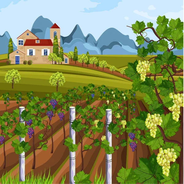 Viñedo cosecha creciente Vector. Hermosos campos de verano y vistas a las montañas — Vector de stock