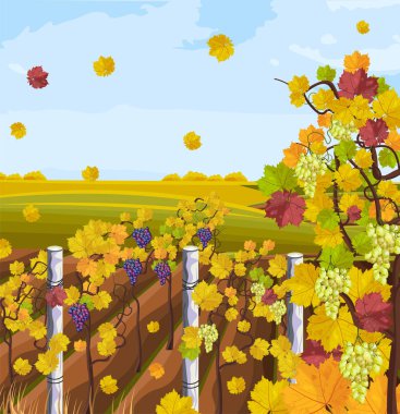 Bağ sonbahar vektör arka plan. Sonbahar dekorlar kartı
