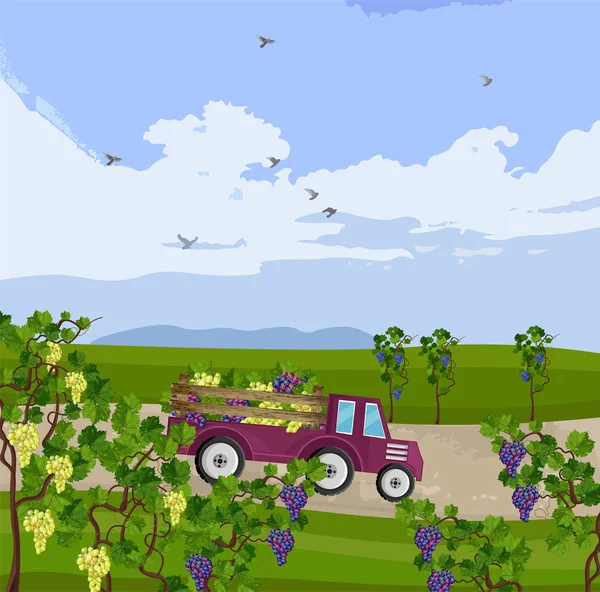 Вантажівка з урожаєм винограду Вектор. Поля виноградників осінній сезон ілюстрації — стоковий вектор