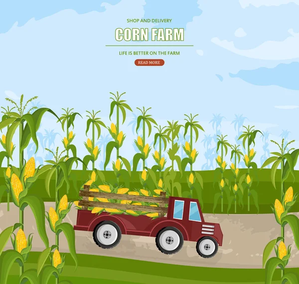 Caminhão com vetor de colheita de milho. Milho campos outono temporada ilustrações —  Vetores de Stock