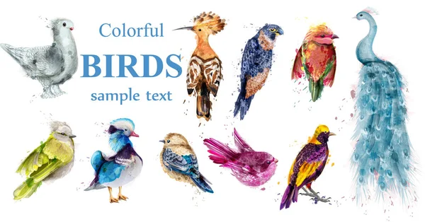 Színes trópusi madarak set vektor akvarell. Gyönyörű páva, a galamb, búbos banka, mandarin kacsa — Stock Vector