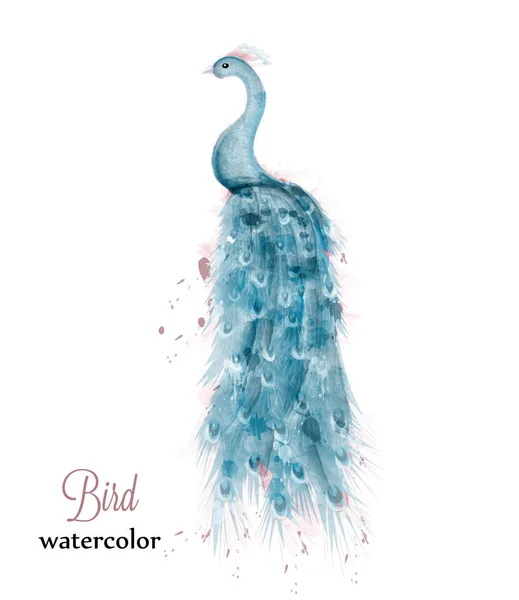 Azul pavo real acuarela Vector. Azul colorido pájaro ilustración pintado estilo — Archivo Imágenes Vectoriales