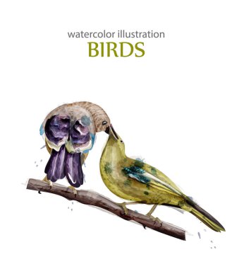 İki kuş tatlı öpücük vektör suluboya. Gentile güzel bahar arka planlar