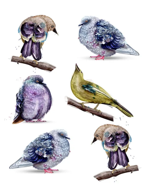 Pássaros bonitos aquarela Vector. Ilustrações coloridas de estilo pintado —  Vetores de Stock