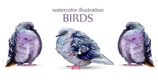 Pombos aves aquarela Vector. Ilustrações coloridas de estilo pintado —  Vetores de Stock