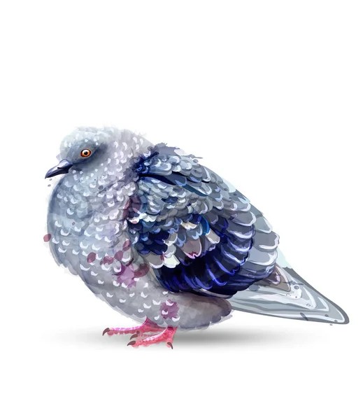 Güvercin izole suluboya vektör kuş. Renkli boyalı tarzı resimler — Stok Vektör