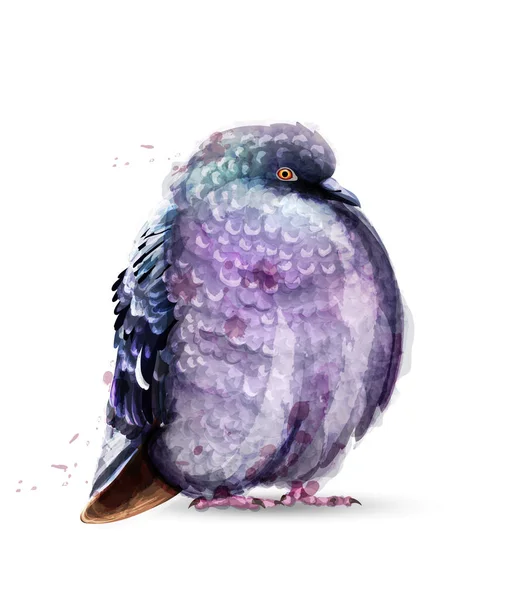 Duva fågel isolerade akvarell vektor. Färgglada målade stil illustrationer — Stock vektor