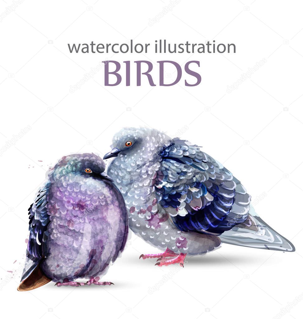 Pigeon birds watercolor Vector. Colorful painted style illustrations