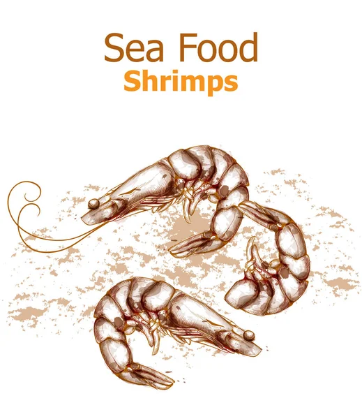 Shrimps sea food isolated Vector line art style. Menu templates — Stock Vector