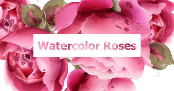 Rosa rosas aquarela fundo Vetor. Cartão de convite, cerimônia de casamento, cartão postal delicado, cartão de saudação do dia das mulheres. Cores bonitas — Vetor de Stock