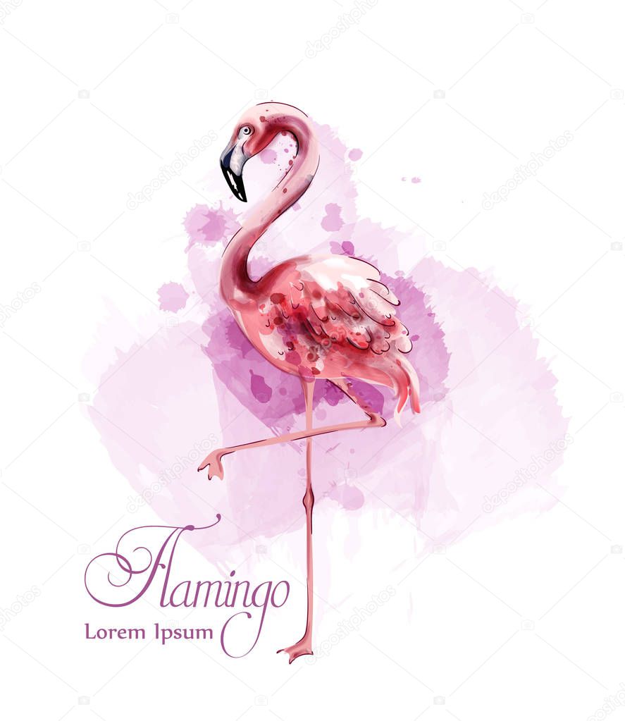 Flamingo in watercolor isolated Vector. Exotic bird cute poster templates