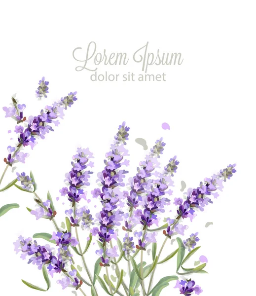 Tarjeta lavanda acuarela Vector. Flores ramo de fondo. Banner delicado primavera. Invitación a la boda, Día de la mujer, plantillas de cumpleaños — Vector de stock