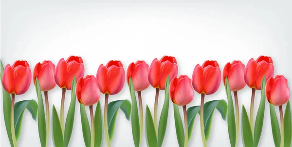 Flores de tulipán rosadas sobre fondo blanco Plantillas de banner realistas vectoriales — Vector de stock