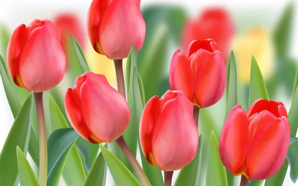 Campi di fiori di tulipano primaverili Modelli di banner realistici vettoriali. Sfondi stagione — Vettoriale Stock