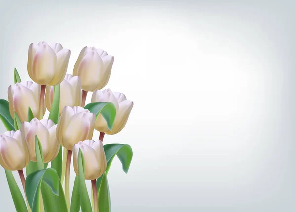 Fleurs de tulipes blanches sur des modèles de bannière réalistes vectoriels isolés — Image vectorielle