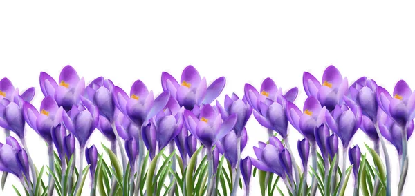 Crocus flores fondo Vector acuarela. Banner floral botánico aislado. Plantillas de temporada primavera — Vector de stock