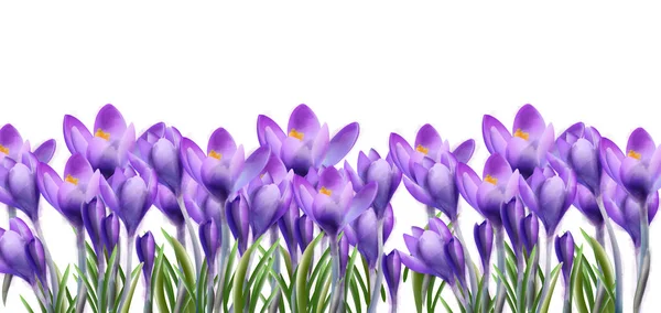 Crocus blommor bakgrund vektor akvarell. Botaniska blommig banner isolerade. Våren säsongen mallar — Stock vektor