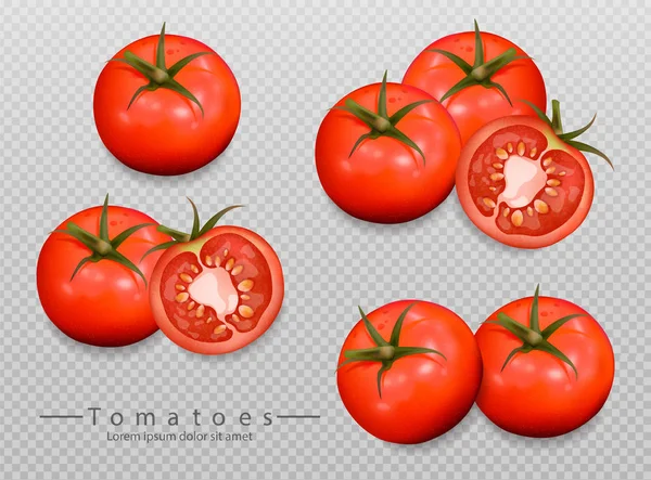 Tomatoes isolated Vector realistic. Detailed 3d illustration template for label, icon, product placements — Stock Vector