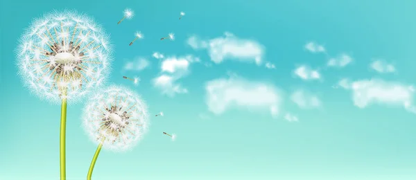 Primavera dandelion flor Vector realista. Céu fundo macio bokeh ilustrações —  Vetores de Stock