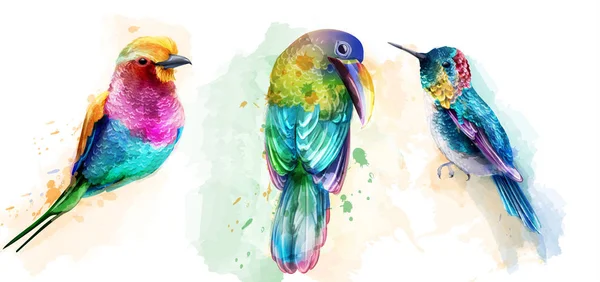 Kleurrijke tropische vogels aquarel Vector. Mooie papegaaien, neuriën vogel exotische set collecties — Stockvector