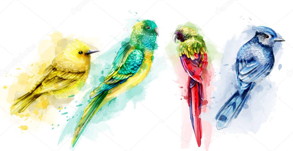 Colorful tropic birds watercolor Vector. Beautiful exotic set collections