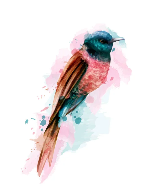 Τροπικός πολύχρωμο μικρό πουλί διάνυσμα ακουαρέλα. Χαριτωμένο πουλί εικονογράφηση. μπλε χρώματα splashs — Διανυσματικό Αρχείο