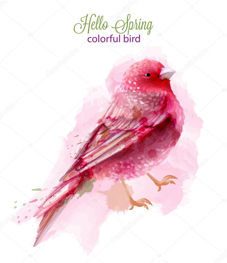 Cute pink bird watercolor Vector isolated on white. Vintage designs