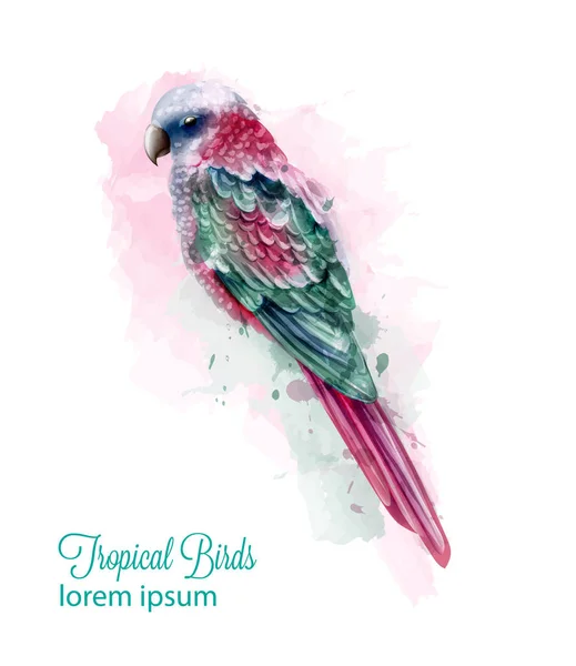 Tropic kleurrijke parrot vogel Vector aquarel. Schattige vogel illustratie. blauw kleuren splashs — Stockvector