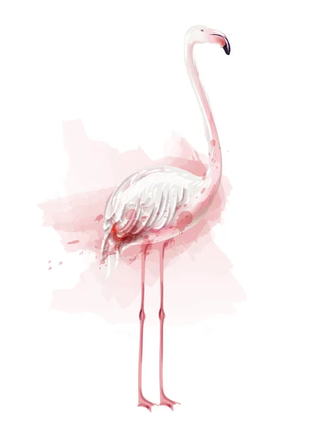 Flamingo watercolor Vector. pink bird isolated on white illustrations — Stock Vector