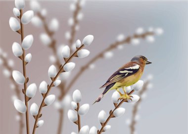 Güzel serçe ve söğüt dalları Vektör. Bahar kartı