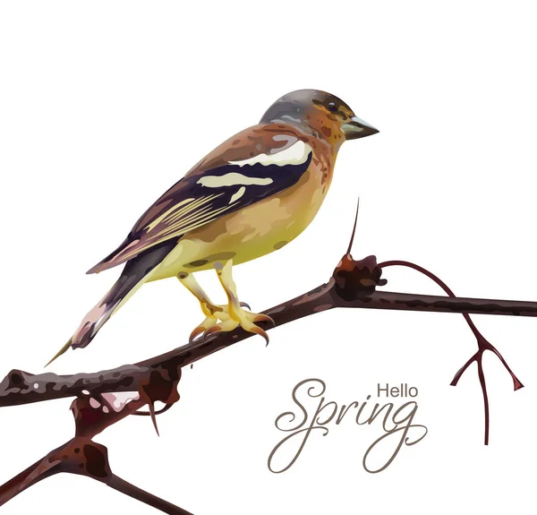 Sparrow on a branch isolated Vector. Spring card. spring moments — Stock Vector