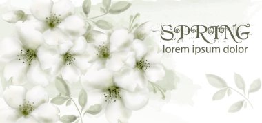 Kiraz çiçekleri suluboya Vektör. Narin bahar çiçeği arka planlar