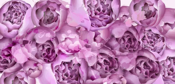 Tarjeta flores peonía púrpura Vector acuarela. coloridas decoraciones de temporada — Archivo Imágenes Vectoriales