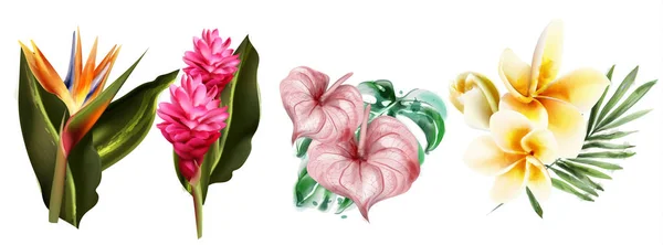 Τροπικά λουλούδια σετ συλλογή ζωγραφική διάνυσμα. Εξωτικά Βοτανικοί απονόμοι — Διανυσματικό Αρχείο