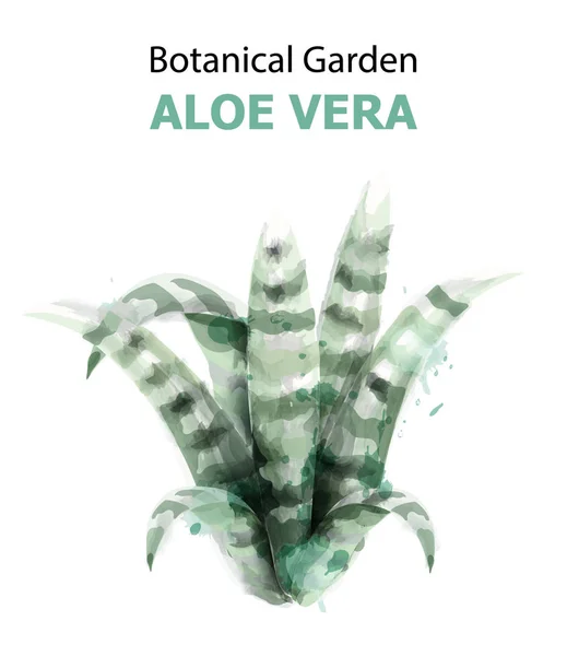 Aloe Vera acuarela aislada ilustración vectorial. Hojas verdes plantas — Vector de stock