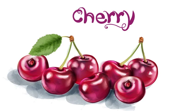 Cherry Vector aquarela. Frutas aromáticas suculentas frescas isoladas em brancos —  Vetores de Stock