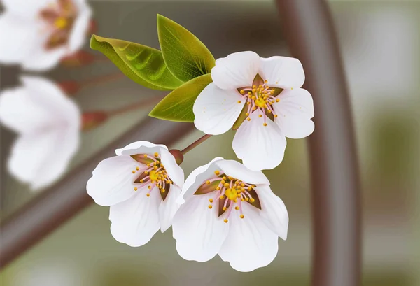 Flores de cerejeira Vetor ramos realistas. Flor de primavera. Cartões de férias — Vetor de Stock