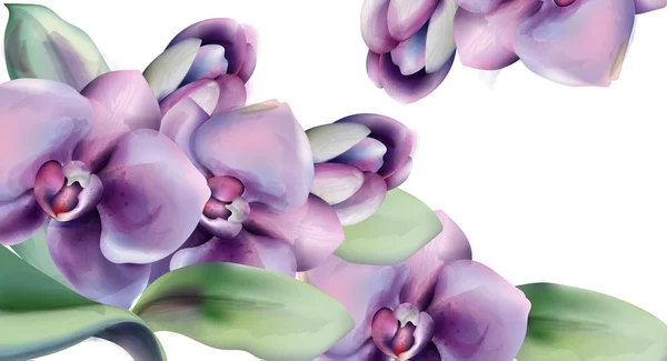 Orchidea virágok Vector akvarell keretben. Tavaszi szezon háttere. Esküvő ünnepség kártya. Vintage romantikus dekorok — Stock Vector