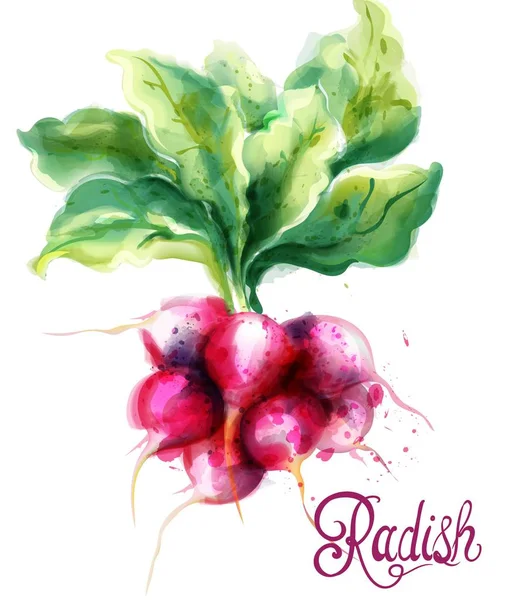 Turp Suluboya Cizimi Vektorler Ve Grafikleri Sayfa 2 Depositphotos